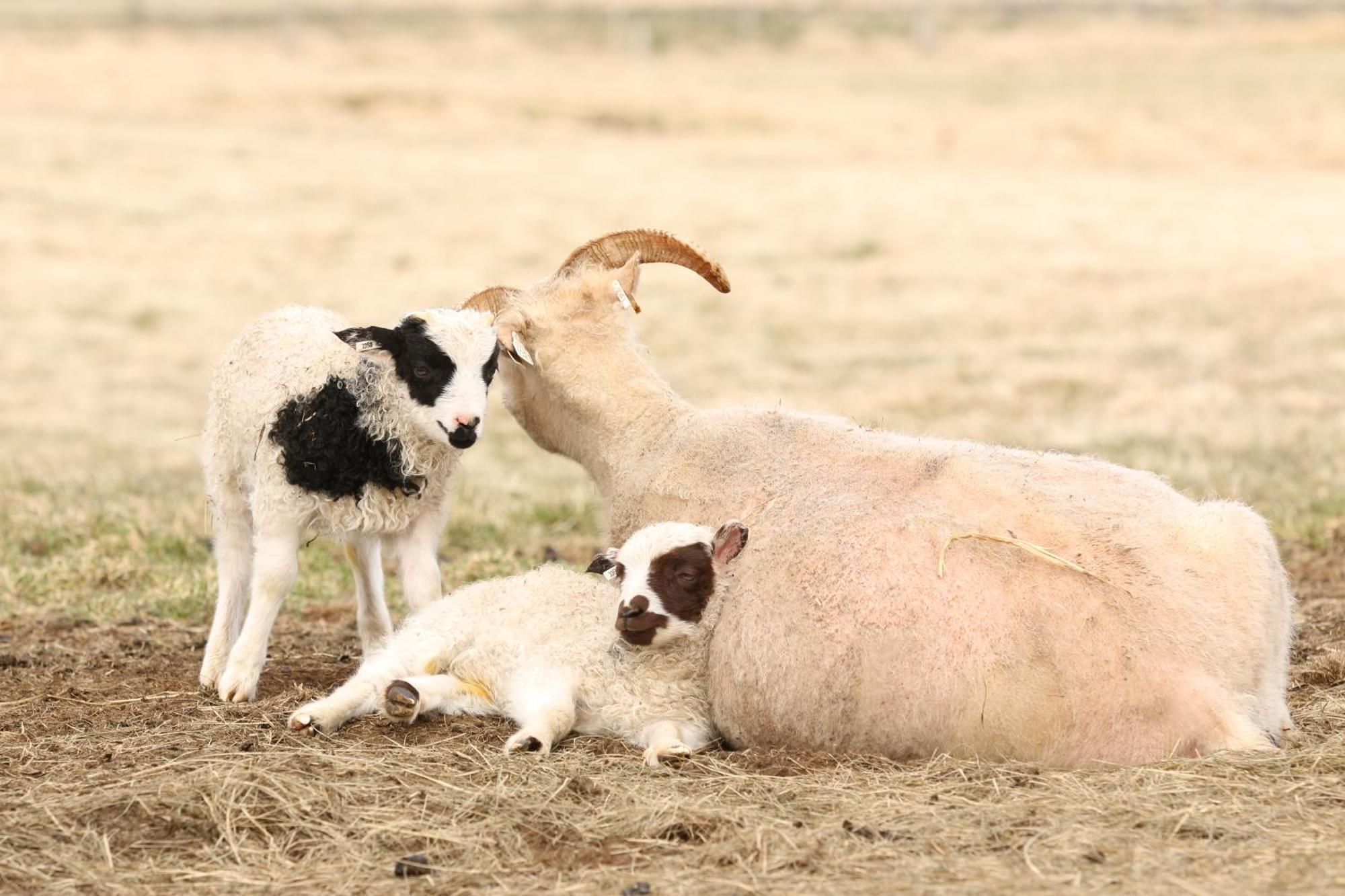Séjour à la ferme Steindorsstadir, West Iceland *
